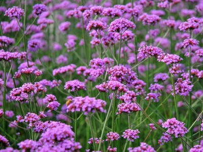 柳叶马鞭草花海