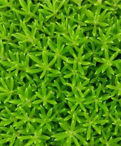佛甲草