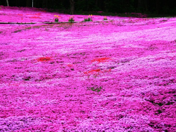 芝樱